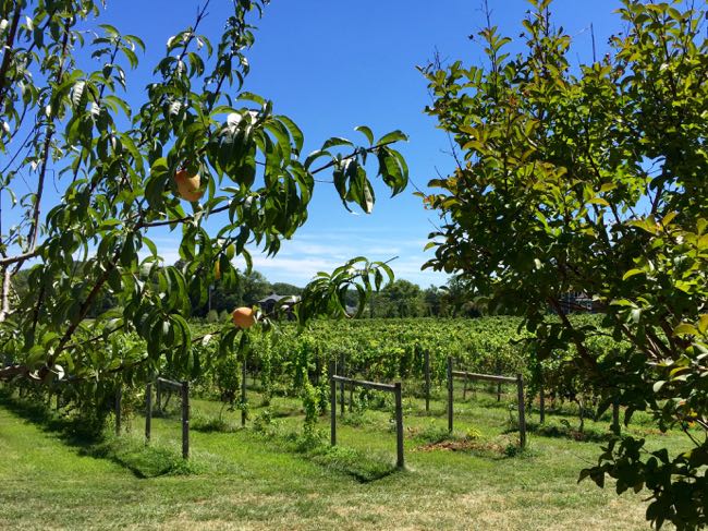 Great Frogs Winery vineyard