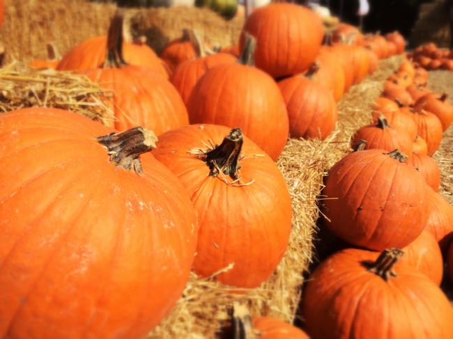 Finding the perfect pumpkin is a favorite fall activity in Northern Virginia