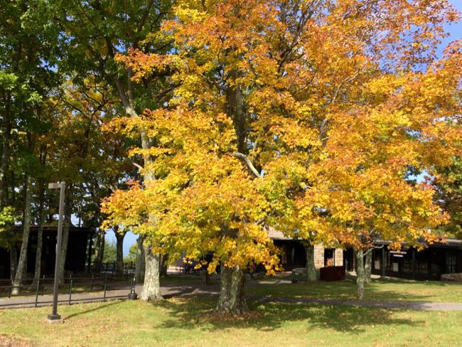 Maple tree at Skyland Lodge, Shenandoah National Park