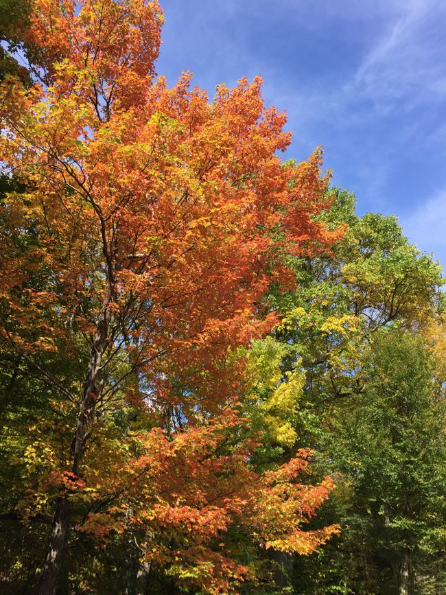 Árvores de macieiras ao longo da Skyline Drive adicionam pops de laranja e vermelho a Shenandoah folhagem