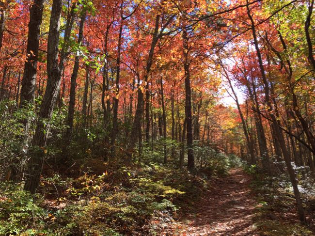 Fall foliage on the Mill Mountain hike