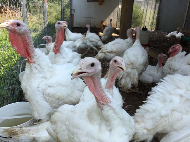 November 2017 Events In Northern Virginia Fun In Fairfax VA