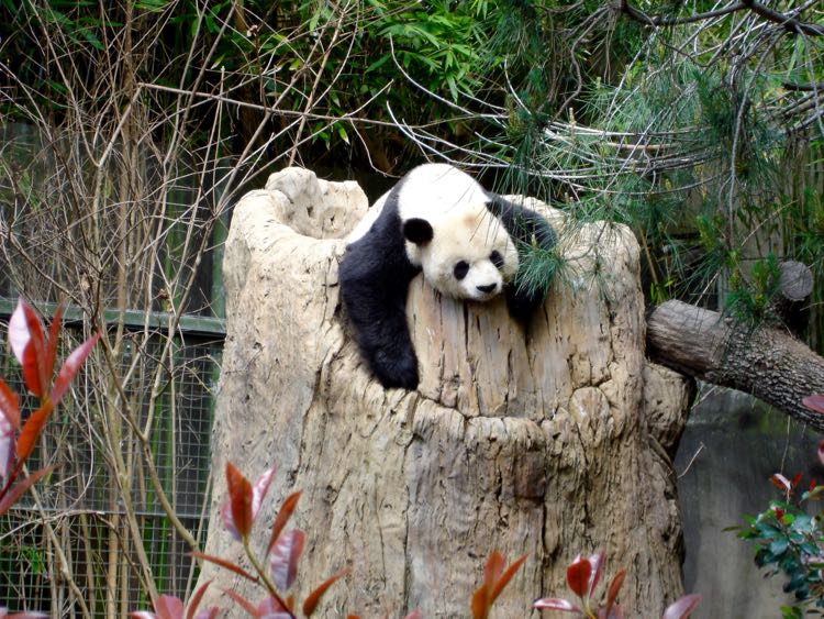 Panda at the National Zoo Washington DC