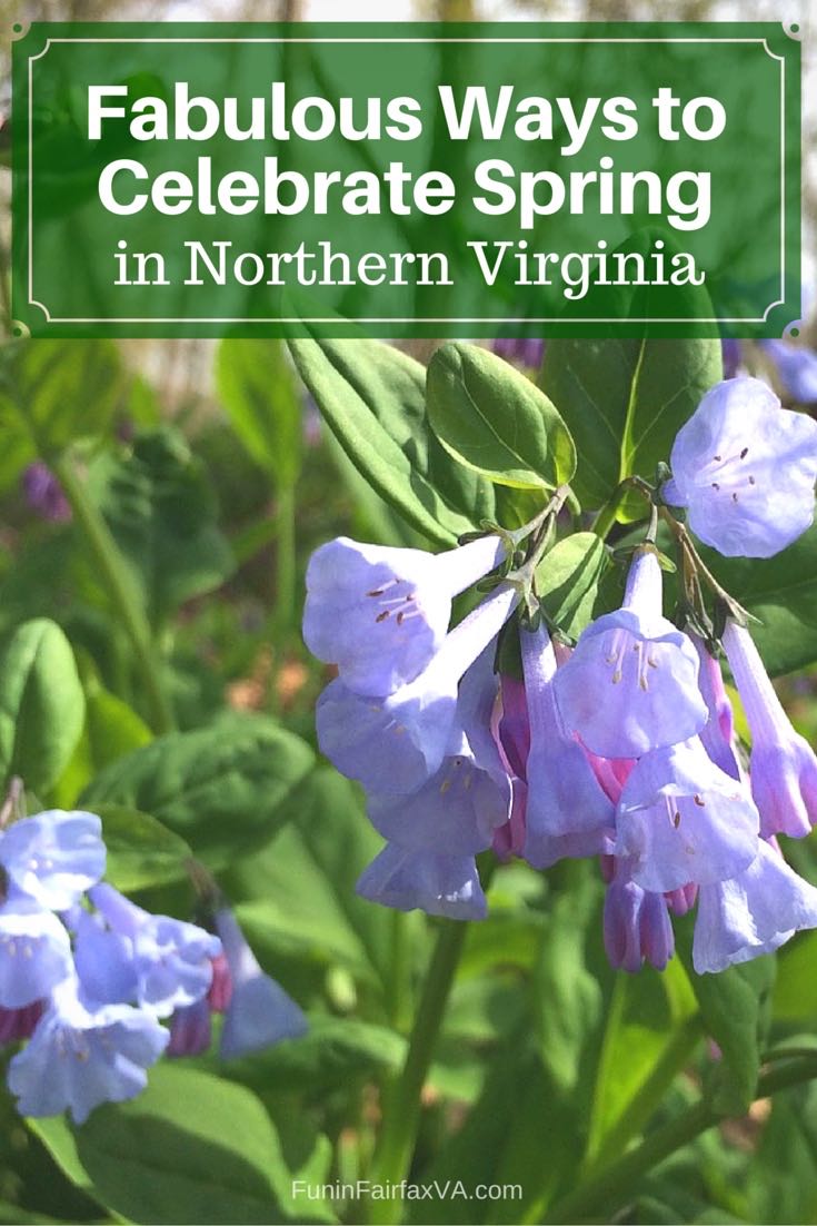 Bookmark this roundup of fabulous ways to celebrate spring in Northern Virginia, with festivals, scenic drives and hikes, and fun outings recommended by local experts