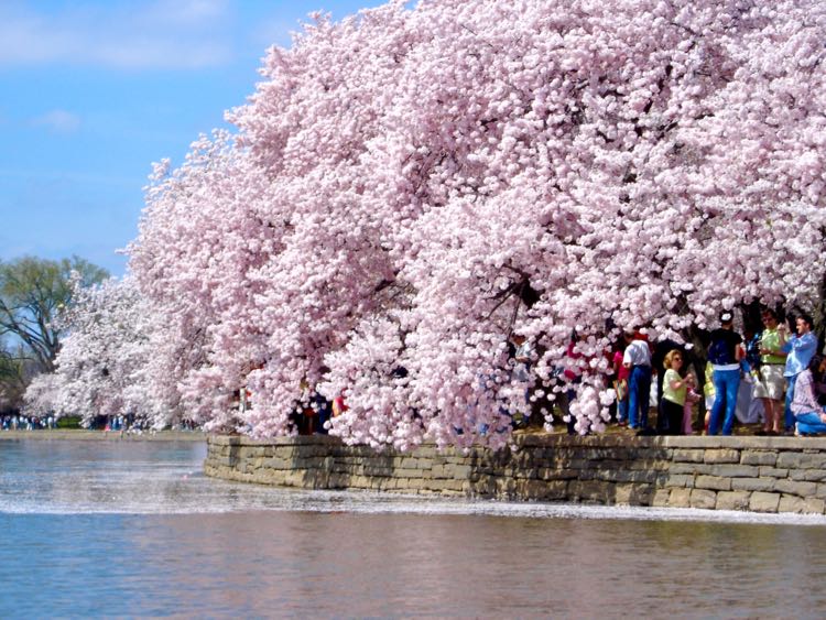 Washington DC beauty Cherry-Blossoms-from-Tidal-Basin-paddleboat-Washington-DC