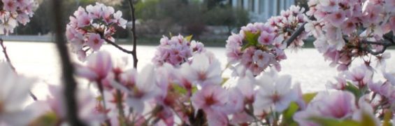 Where to See Cherry Blossoms in DC, Maryland, and Virginia Cherry blossoms Jefferson Memorial McCoolTravel