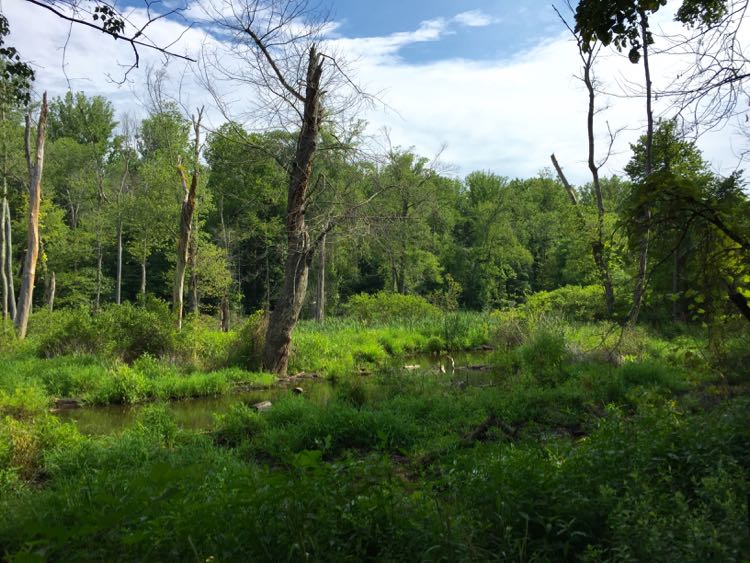 Glade Stream Valley Reston