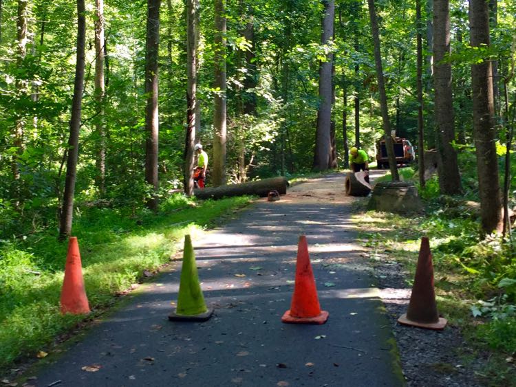 Glade trail is well maintained, Reston Virginia