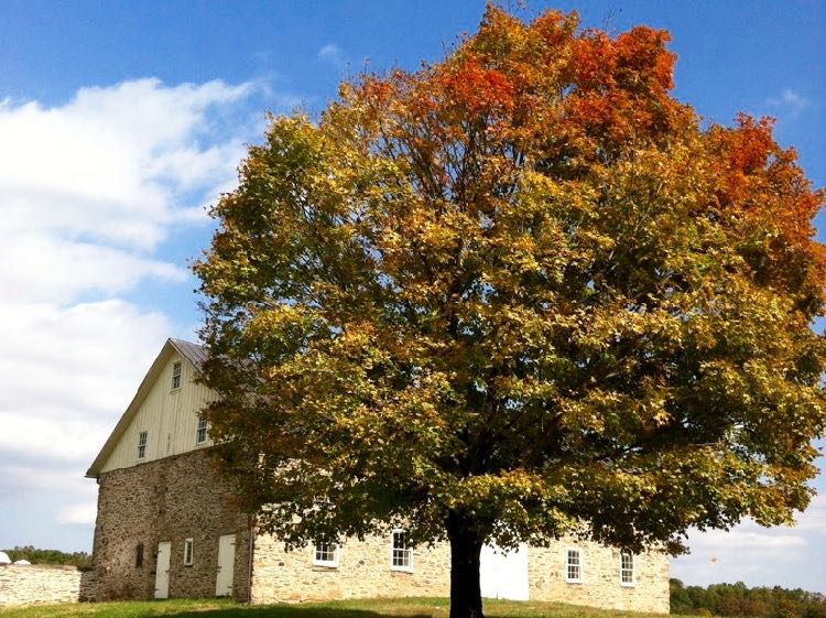 Loudoun County Foliage, photo credit: Charles McCool of McCool Travel