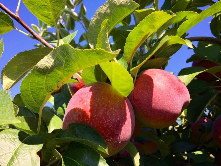 Fall Apples Hollabaugh Bros PA