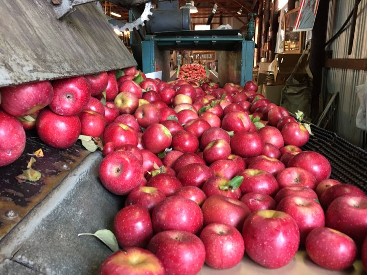 Richards Fruit Market apples Shenandoah Valley north