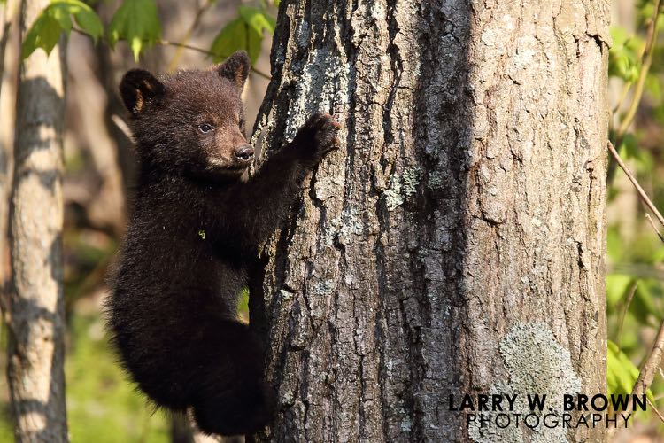 Bear Cub photo by Larry Brown