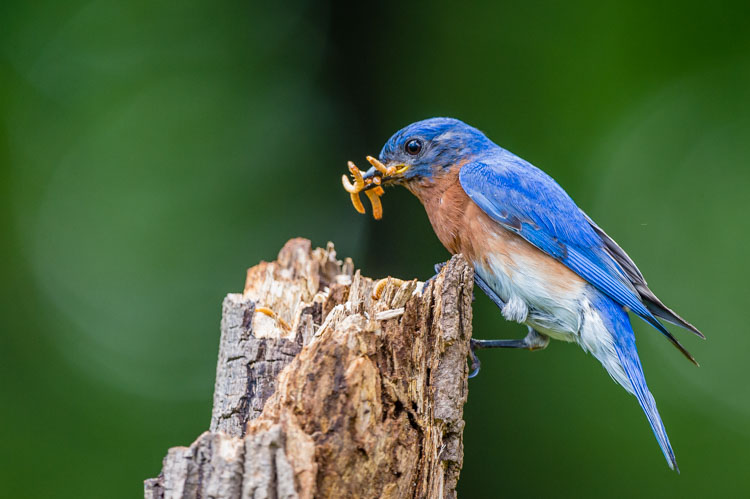 Bluebird photo by Tom Stovall