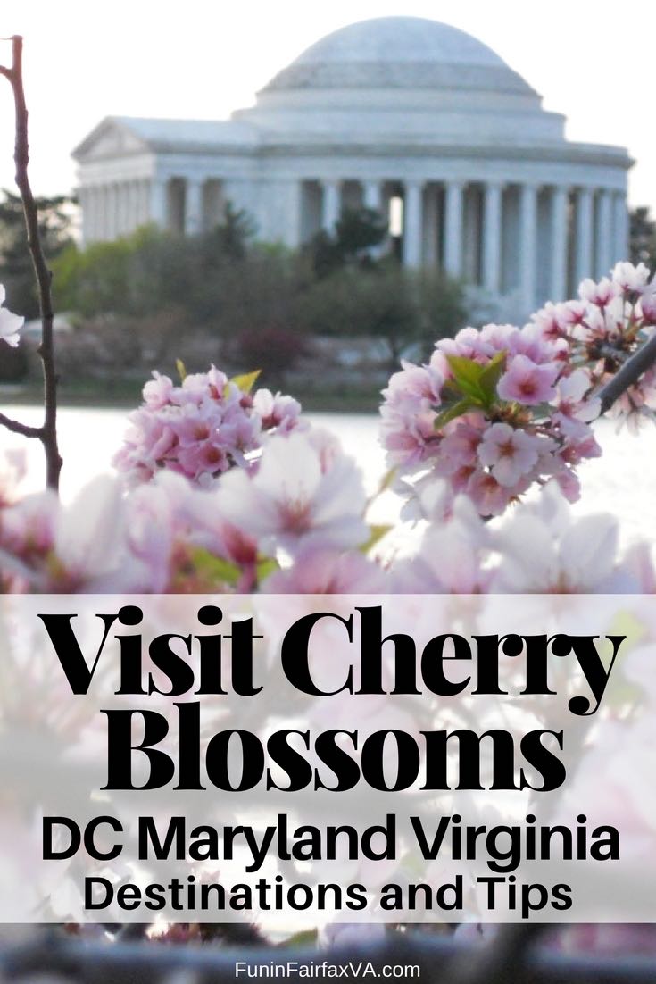 Washington DC travel. Where to see cherry blossoms in DC, Maryland, and Virginia. A complete guide to cherry blossom destinations, plus tips and websites for planning your visit.