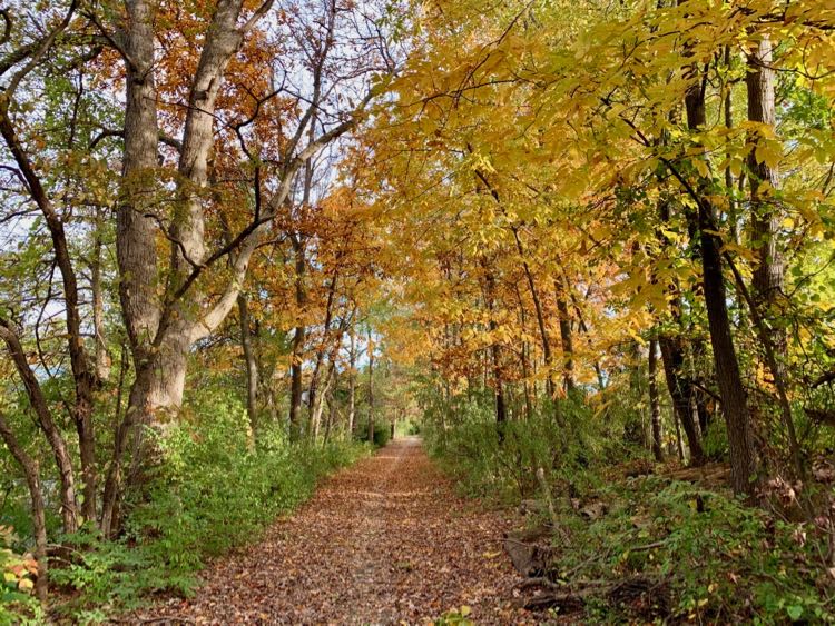 Fall foliage on the W & OD Bridle Trail in Autumn