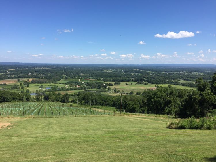 Summer view from Dirt Farm Brewing