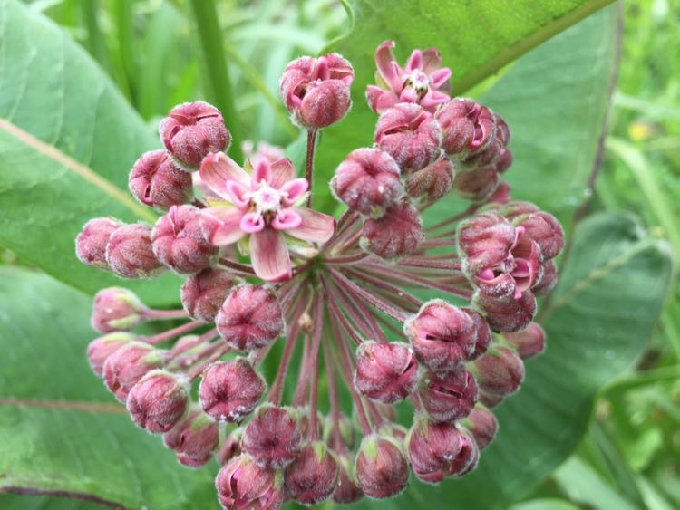 Common Milkweed buds along the W&OD bridle trail in Vienna