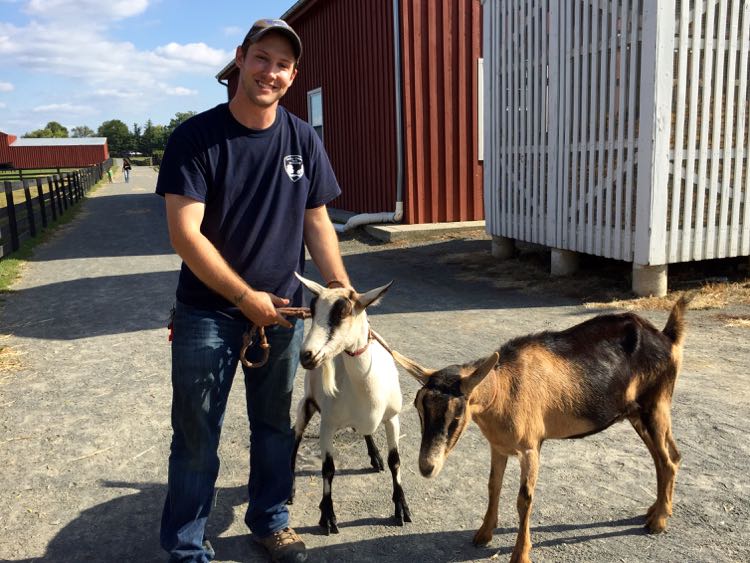 Goats at Frying Pan Park Northern Virginia