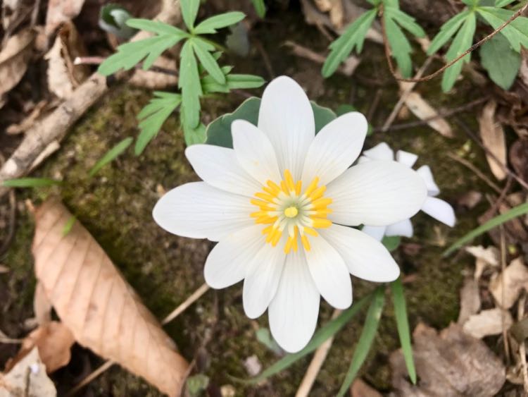 A solitary Bloodroot at Riverbend Park