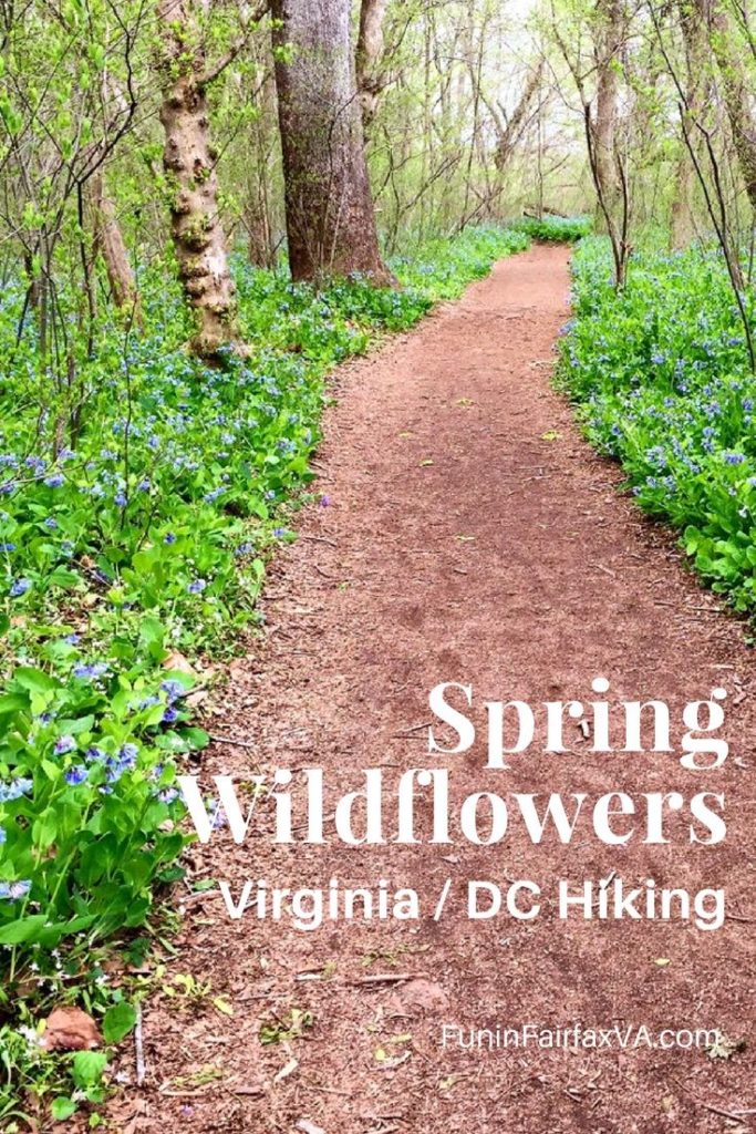 Beautiful Spring Wildflowers and Wildflower Hikes in Northern Virginia