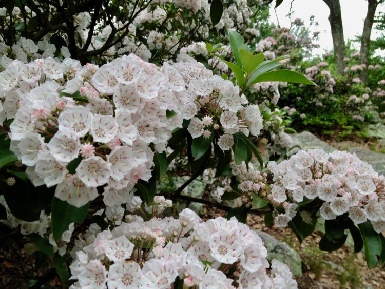 Mountain Laurel in bloom on Sugarloaf Mountain