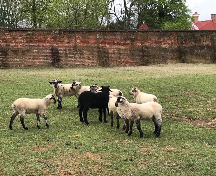 Meet heritage breeds from George Washington's time at Mount Vernon VA