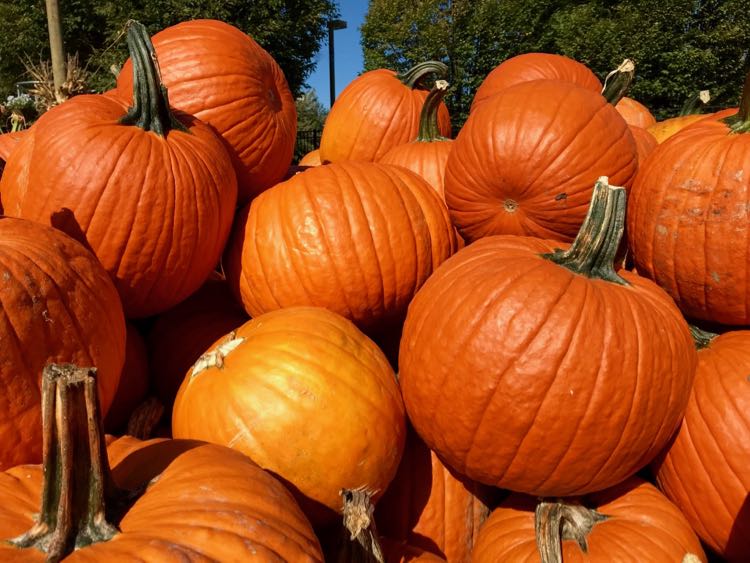 Pile of pumpkins in Northern VA'