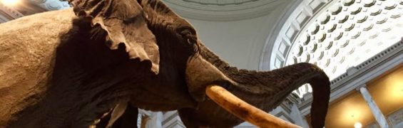 Surprising Things to See in Washington DC Smithsonian Natural History Museum, Washington DC