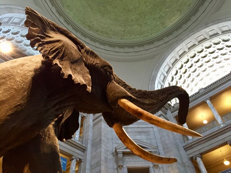 Smithsonian Natural History Museum, Washington DC