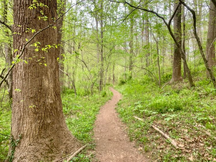 Fairfax CCT Reston in spring