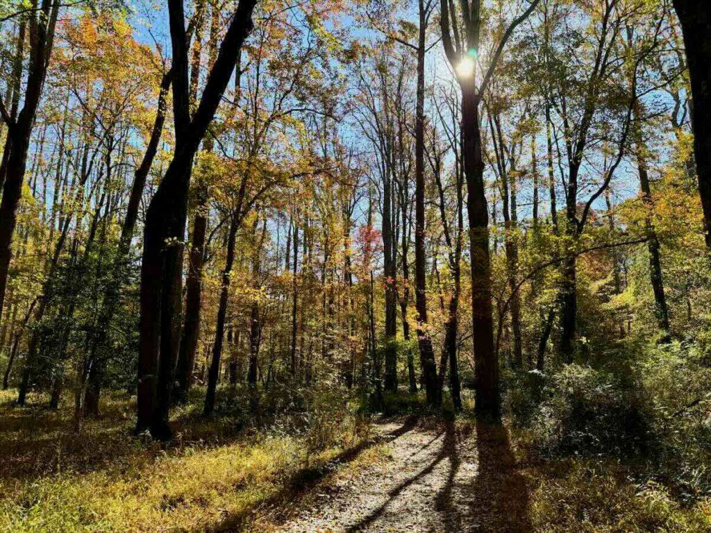 Difficult Run Trail Woods