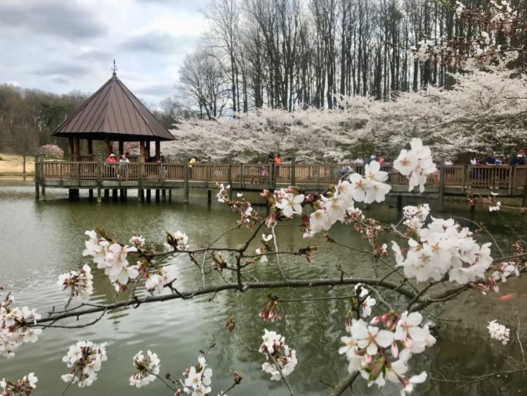 Meadowlark botanical gardens