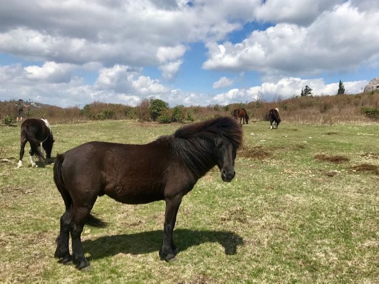 Hike with wild ponies at Grayson Highlands State Park SWVA