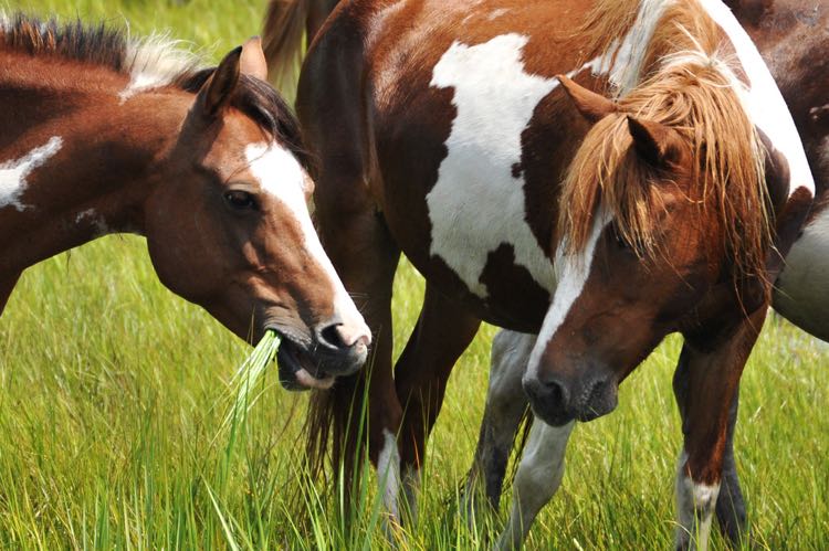 Wild Ponies on the Eastern Shore of Virginia; photo courtesy Chincoteague Chamber of Commerce