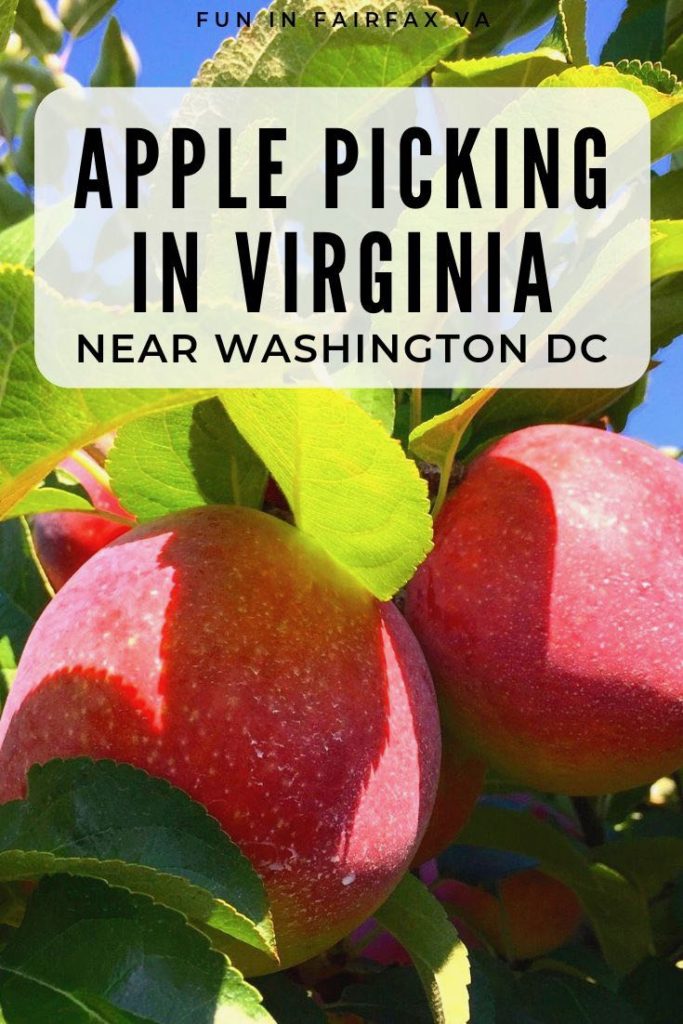Best Apple Picking in Virginia and Apple Festivals Near DC