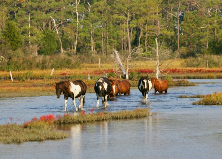 Chincoteague ponies in water, photo courtesy Chincoteague Chamber of Commerce