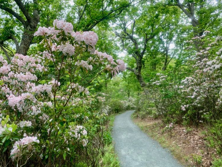 Mountain Laurel on the Limberlost Trail in June, Shenandoah NP