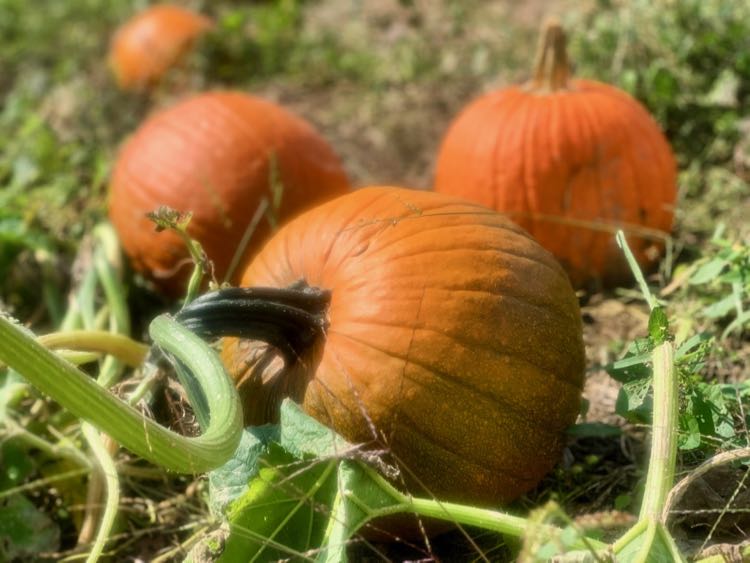 Pumpkin patch at Hartland Orchard Northern VA