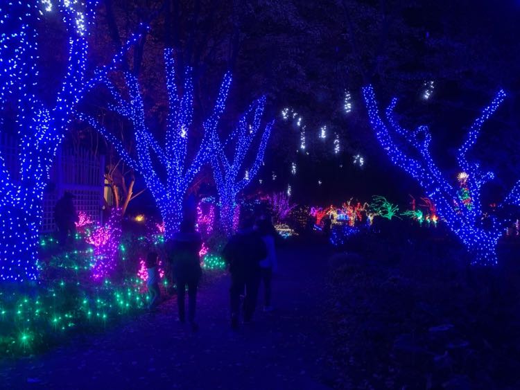 Meadowlark Gardens Winter Walk of Lights path