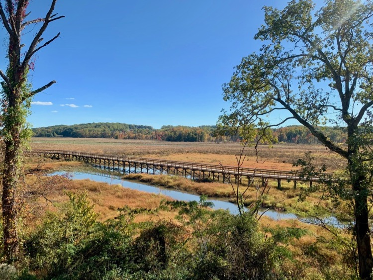 View from the Neabsco Boardwalk Observation Tower