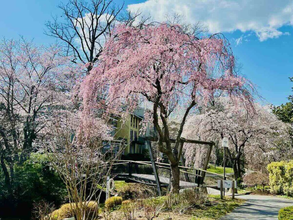 2022 Van Gogh Bridge Cherry Blossoms in bloom in Reston Virginia