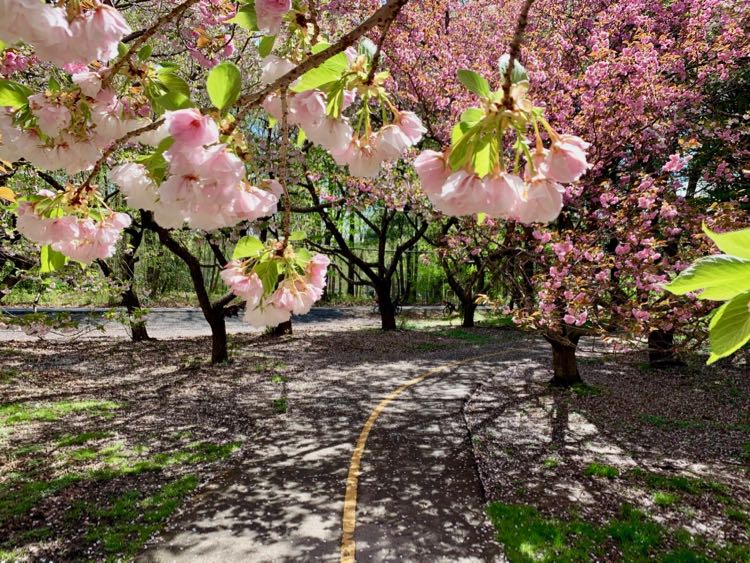 W&OD Connector Trail cherry blossoms near Meadowlark Gardens
