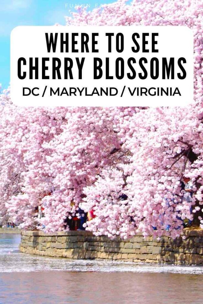 Where to See Cherry Blossoms in Virginia, DC, and Maryland