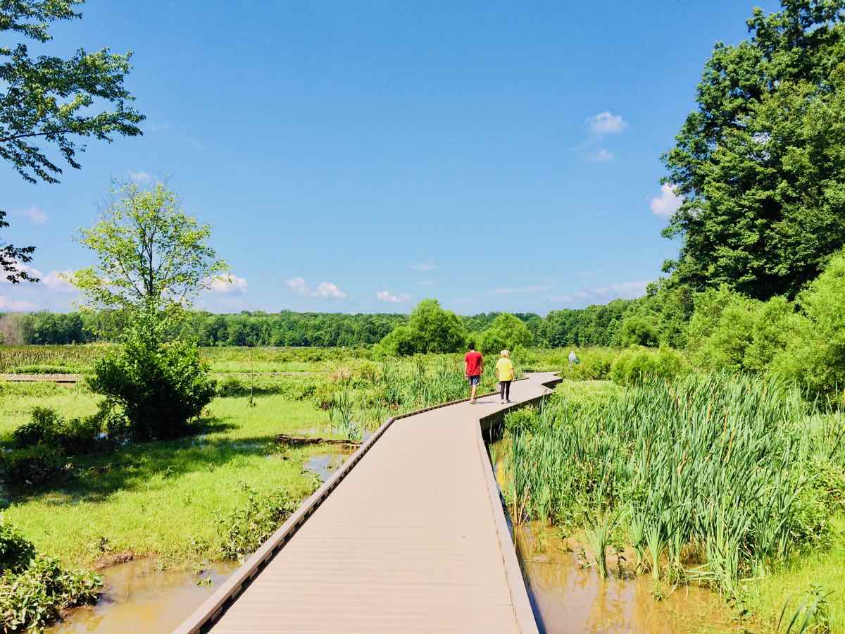 Unique Wetland at Huntley Meadows Park in Northern Virginia