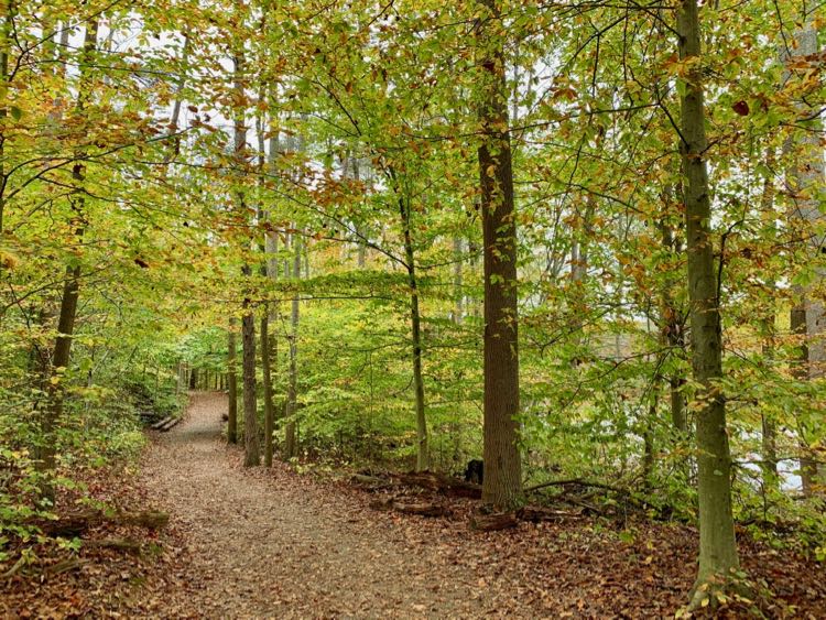 Burke Lake trail during fall foliage season