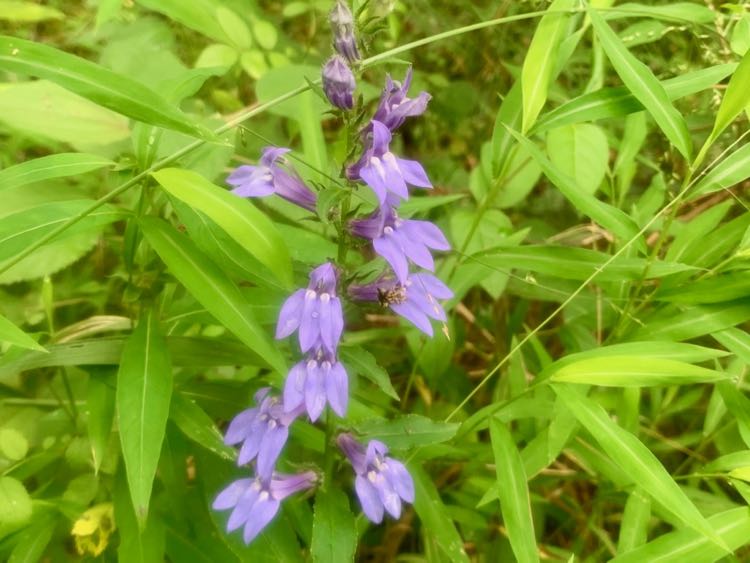 Lobelia in Conway Robinson Forest