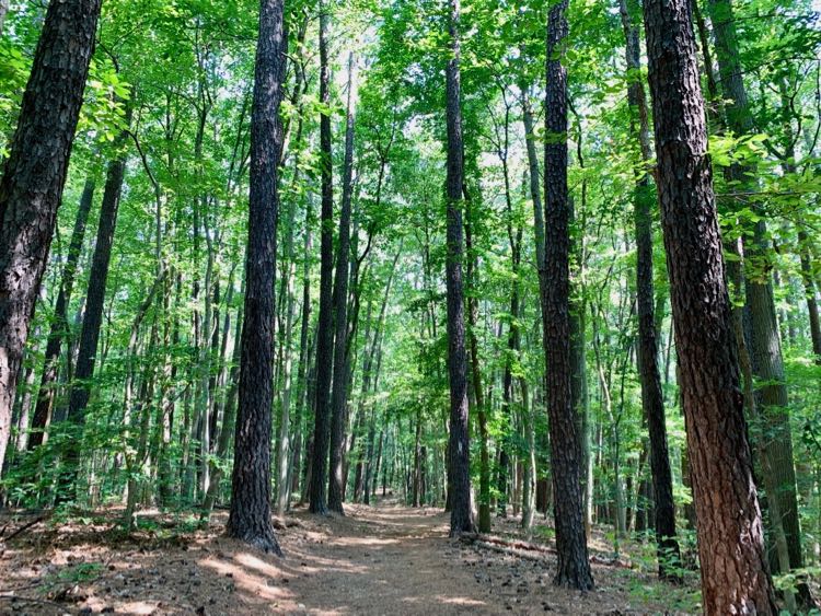 Occoquan Regional Park trail