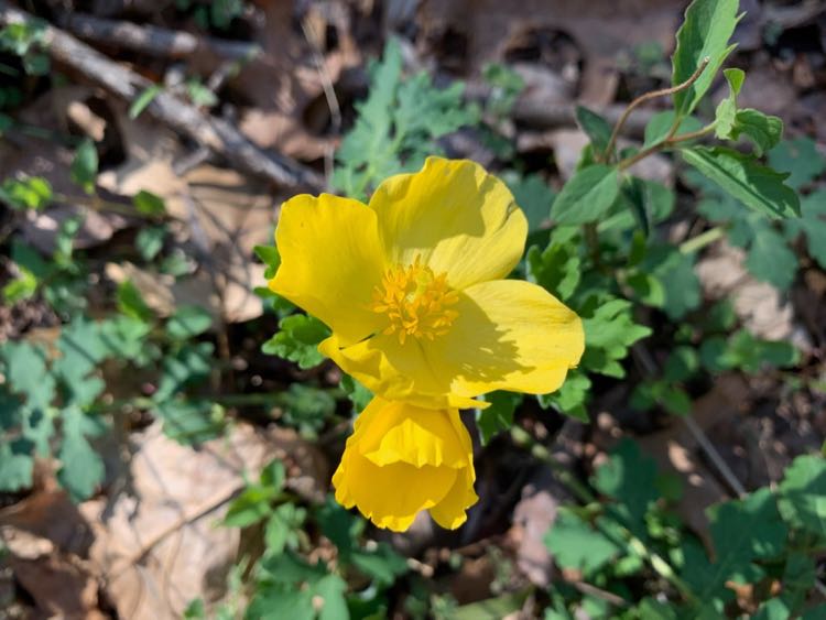 Wood Poppy by the CCT in Reston