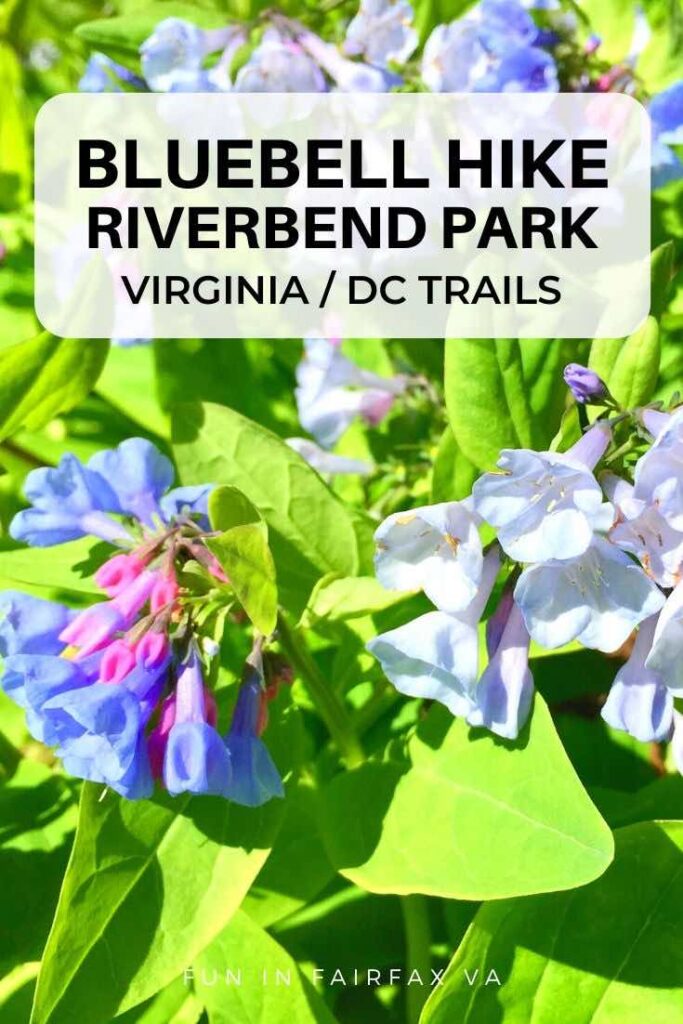 Virginia bluebells cover the ground and sycamores stand out against a clear, blue sky on a beautiful spring hike at Riverbend Park in Great Falls VA.