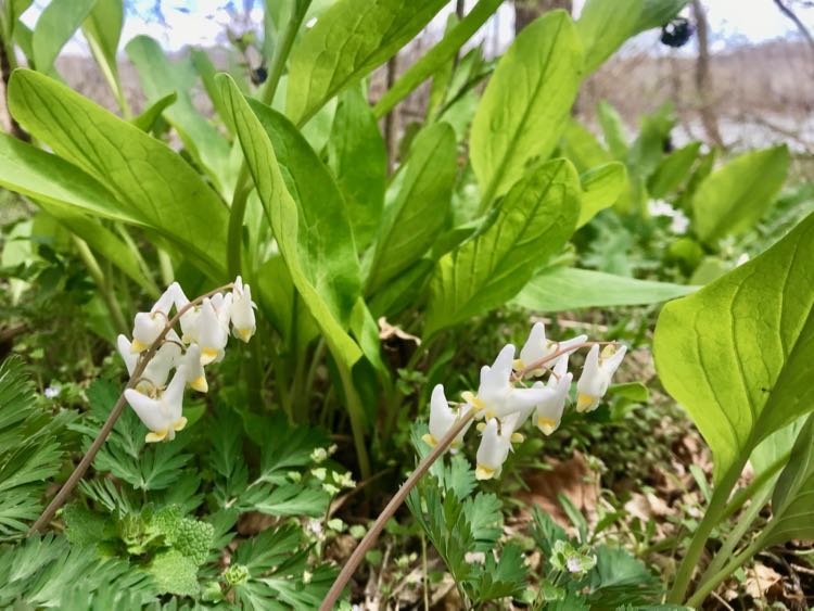 Dutchmans Breeches at Riverbend Park